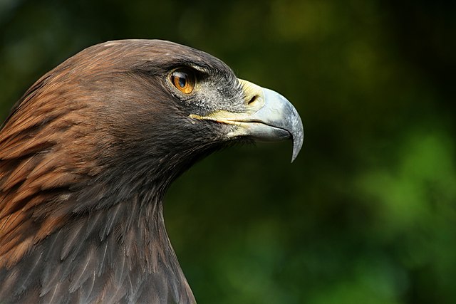 Steinadler_Aquila_chrysaetos_closeup2_Richard_Bartz