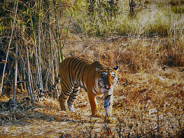 tiger-reserve-in-india