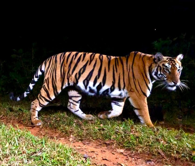 simlipal-national-park