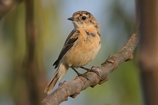 Muscicapidae_near_Jalalpur_Pati