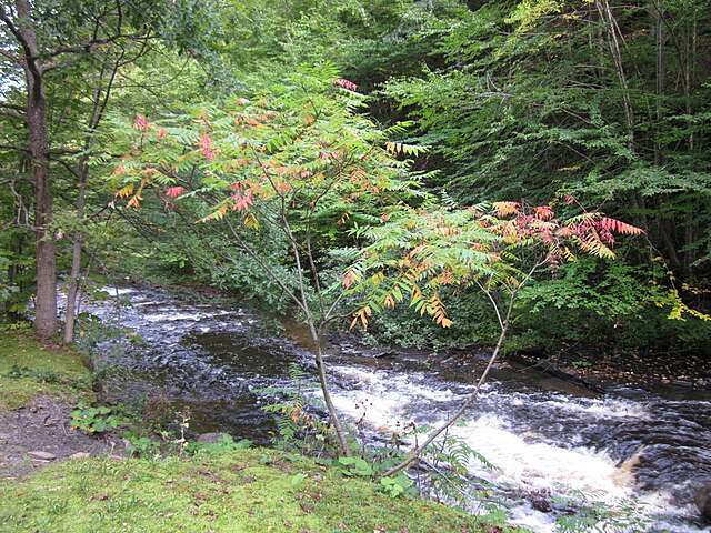 Whetstone_Gulf_State_Park_