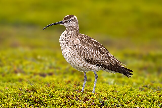 Whimbrel_Numenius_phaeopus
