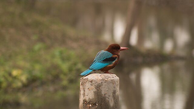 kingfisher