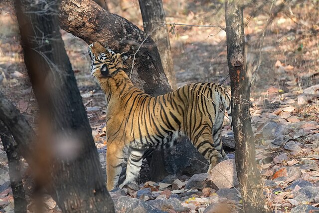 Bengal_tiger_marking_its_territory