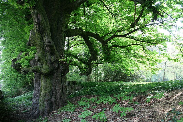Aesculus_hippocastanum_