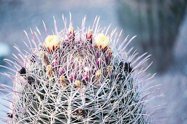 Desert_Botanical_Garden_images