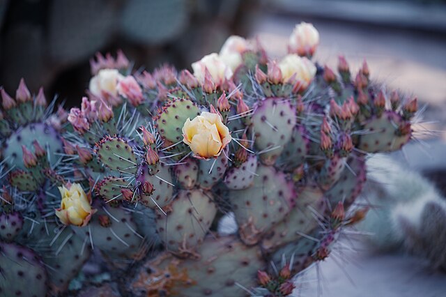 desert botanical garden