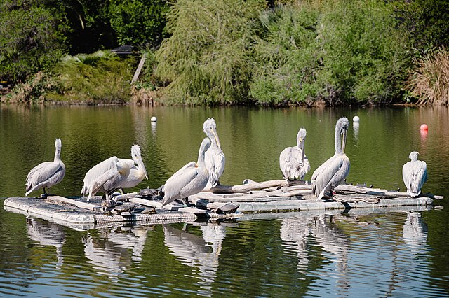 Phoenix_Zoo_tickets