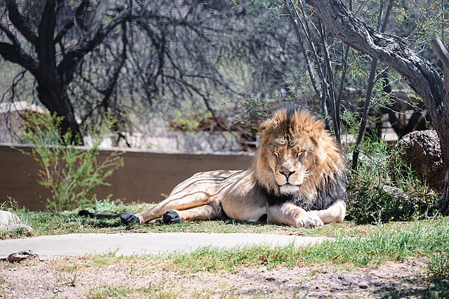 Phoenix Zoo