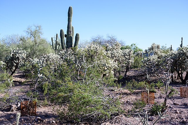 DesertBotanicalGarden