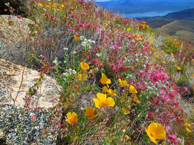 Peaks_Flora