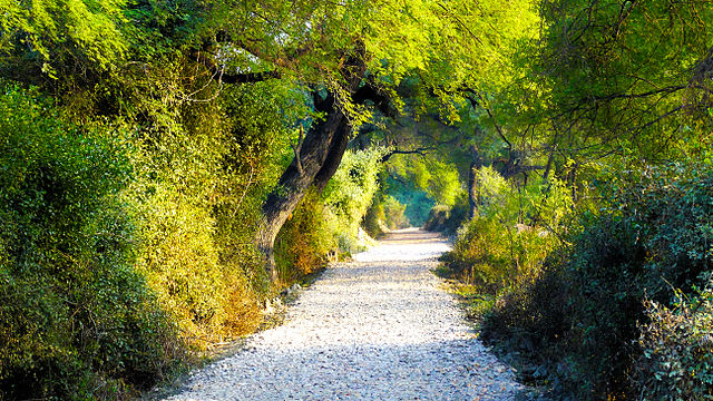 A_view_of_the_Bharatpur_bird_sanctuary