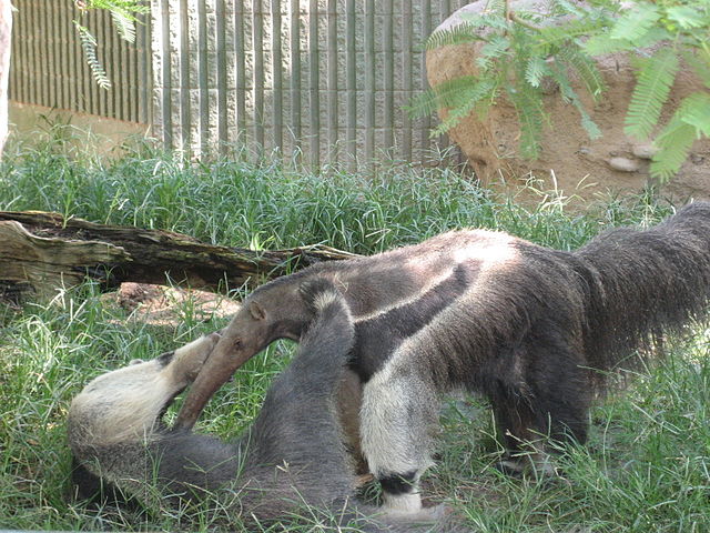 Anteaters_Reid_park_zoo