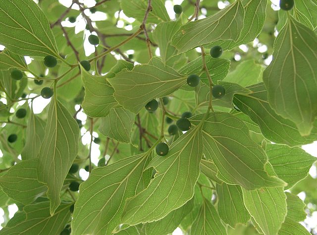 hackberry tree