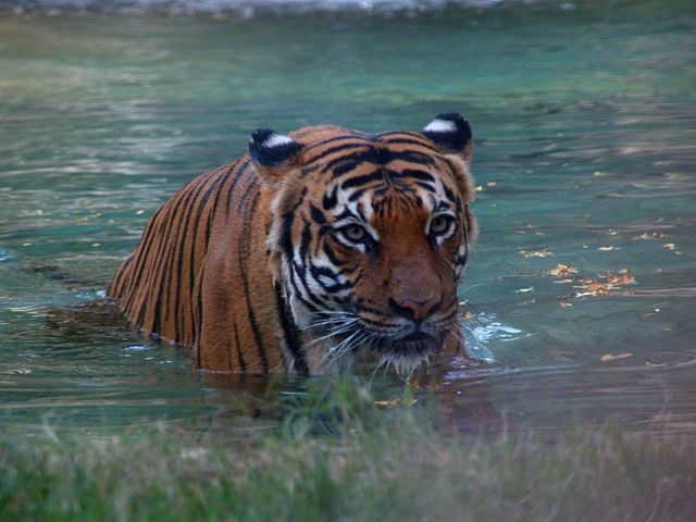 Reid Park Zoo