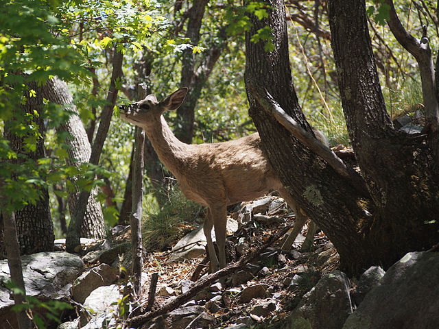 Ramsey_Canyon