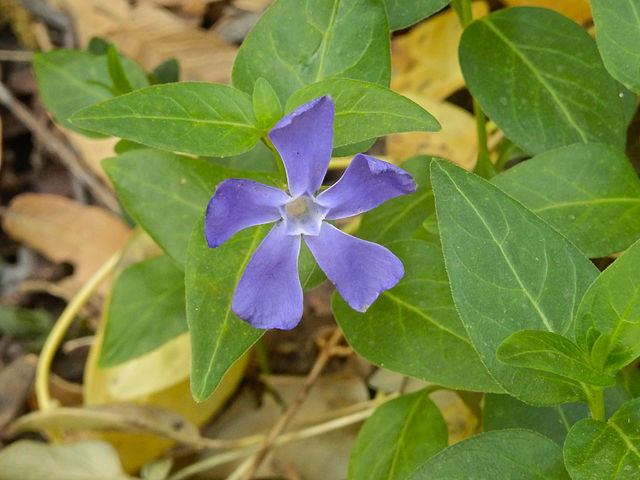 Ramsey_Canyon_Preserve