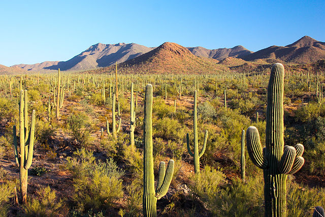 Saguaro_National_Park_