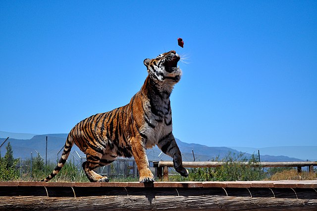 Tiger_having_some_lunch_at_Out_of_Africa_theme_park