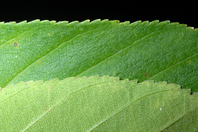 Aesculus_glabra