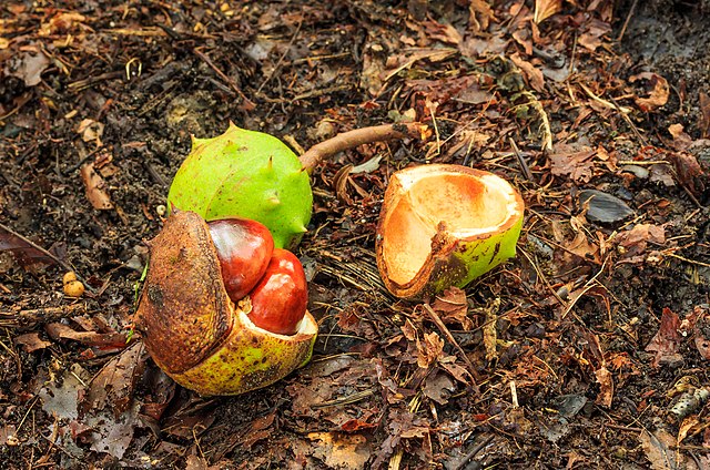 Afgevallen_vruchten_van_kastanje_Aesculus