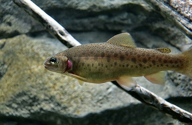 Apache_trout_juvenile