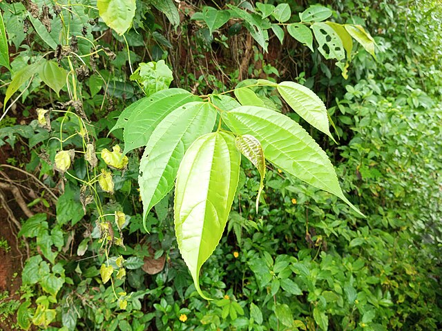 Celtis_timorensis