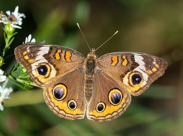 Common_buckeye