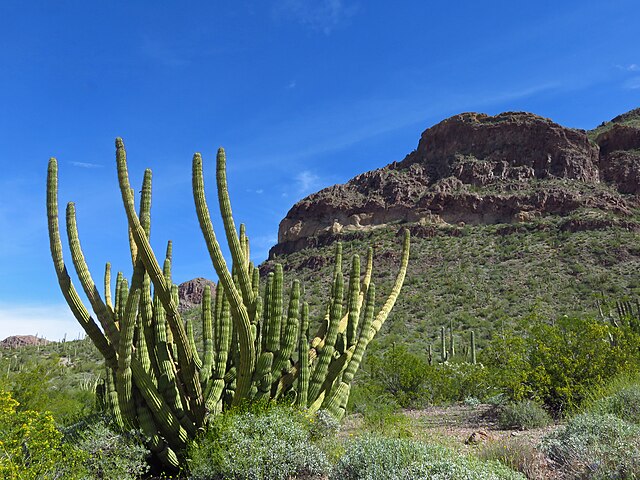 Desert_Cactus_at_Organ_Pipe_Cactus_NM_in_AZ