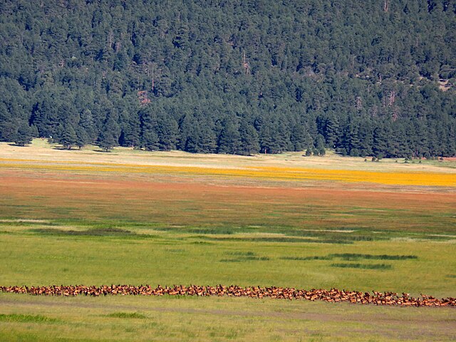 Elk_Herd_at_Mormon_Lake