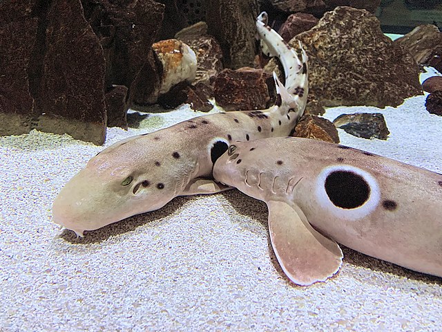 Epaulette_shark_Arizona