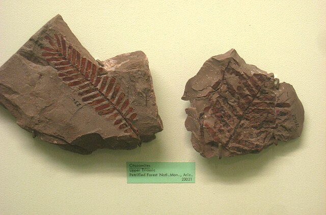Exhibit_Museum_of_Natural_History_Ann_Arbor
