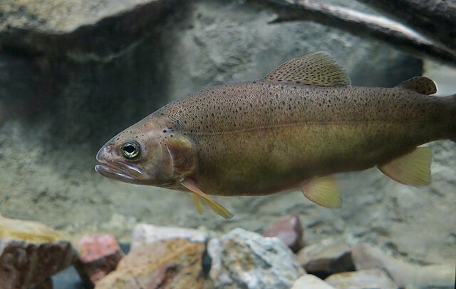Gila_trout