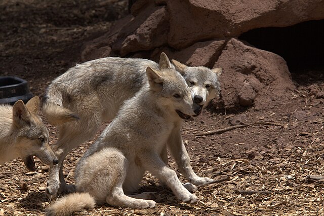 Grey_wolf