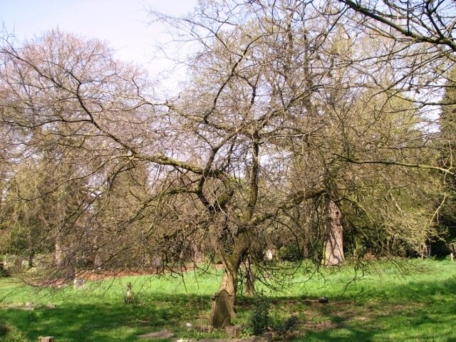 Hackberry_tree_Celtis_occidentalis