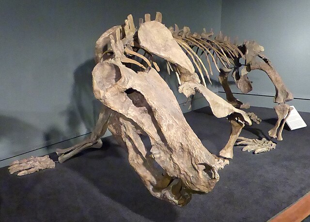 Inostranscevia_alexandri_Arizona_Museum_of_Natural_History