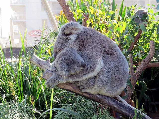 Koalas