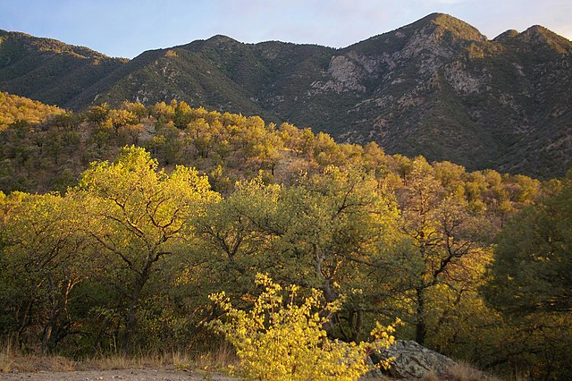 MADERA_CANYON_AREA__images