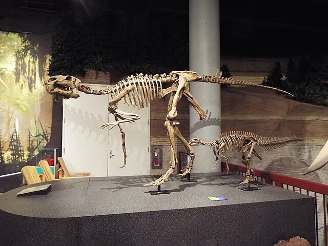Arizona Museum of Natural History