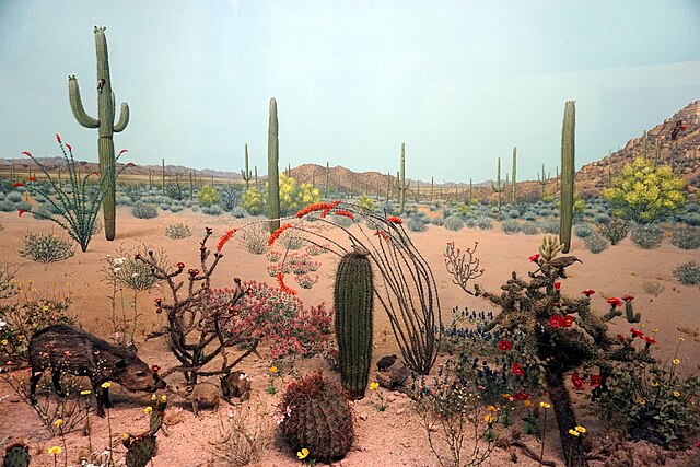 sonoran desert museum