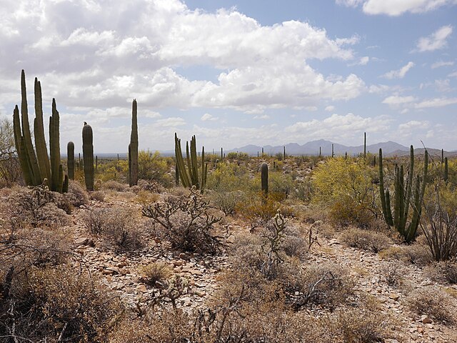 Organ_Pipe_Cactus_National_Monument