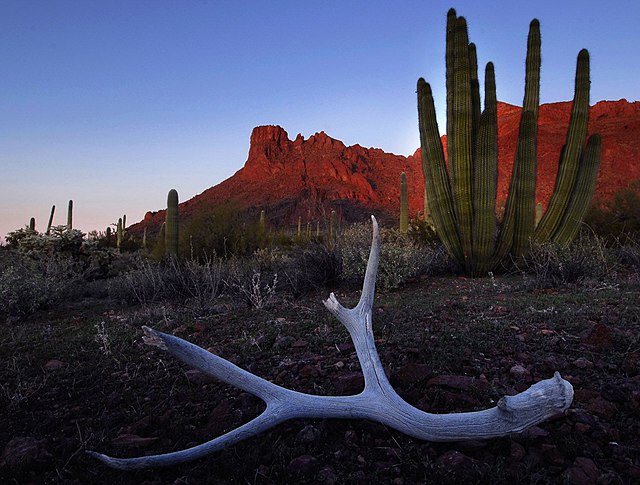 Organ_Pipe__antler