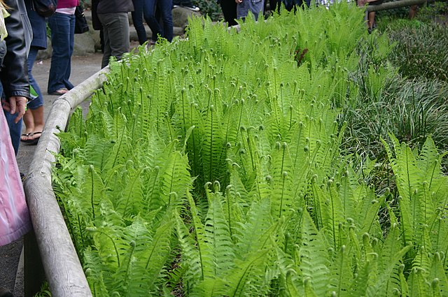 Ostrich_Fern