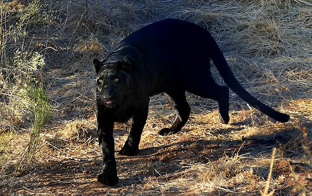 Out_of_Africa_tickets