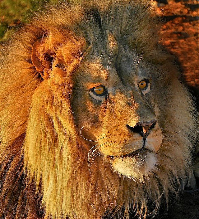 Out_of_Africa