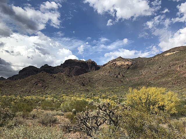 Palo_Verde_Flowering_in_Organ_Pipe_National_Monument