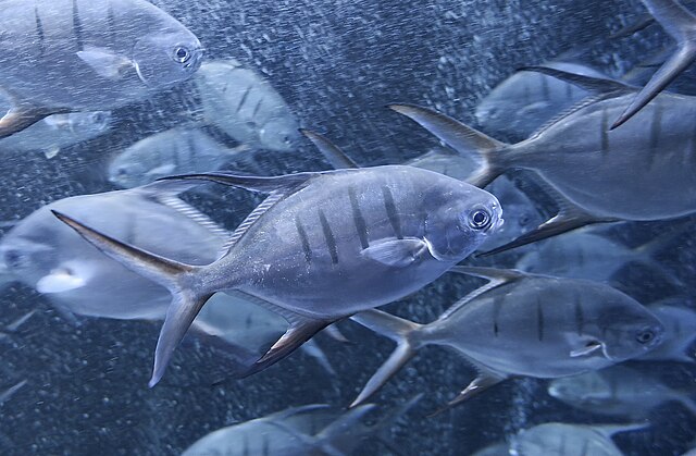 OdySea Aquarium photos