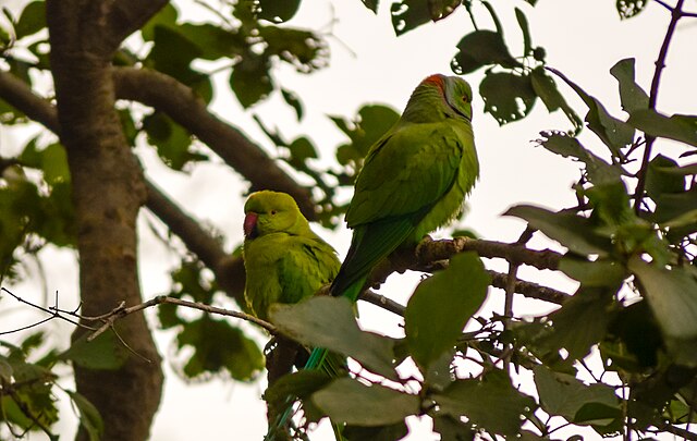 Parrot_pair_at_Bharatpur_Bird_Sanctuary_India