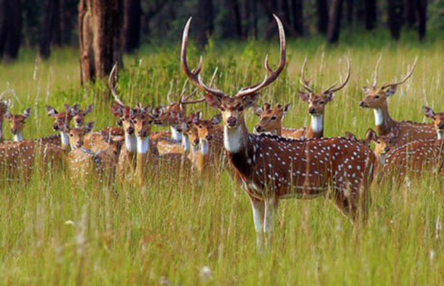 Ranthambore-National-Park-India