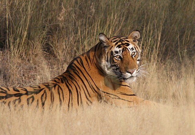 ranthambore national park